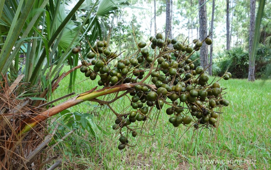 Saw Palmetto for hair loss